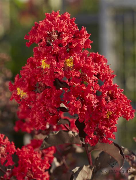 crape myrtle best red